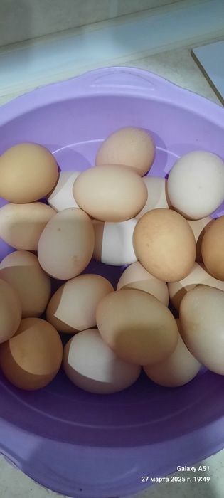 Хонаки Тухум  хурози бор. Свежи кунига 30 тагача