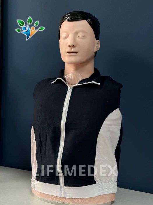 Анатомические Муляжи