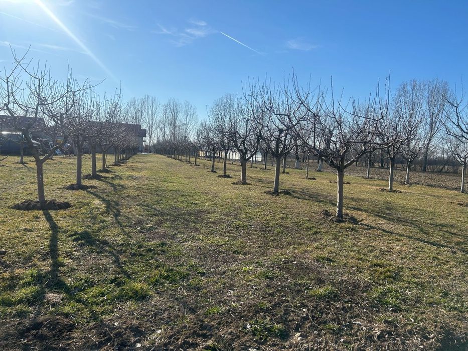 Tualetam pomi fructiferi și vita de vie