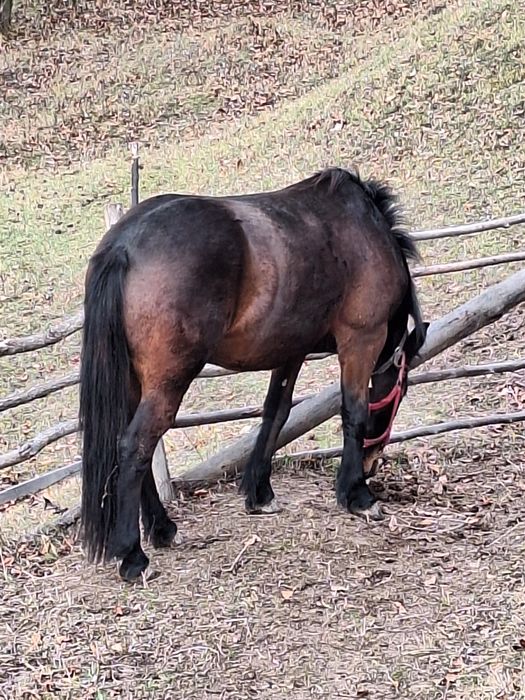 Vând cal   1500euro