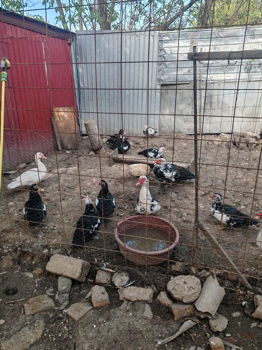 Rate mute 8 bucati 50 lei bucata