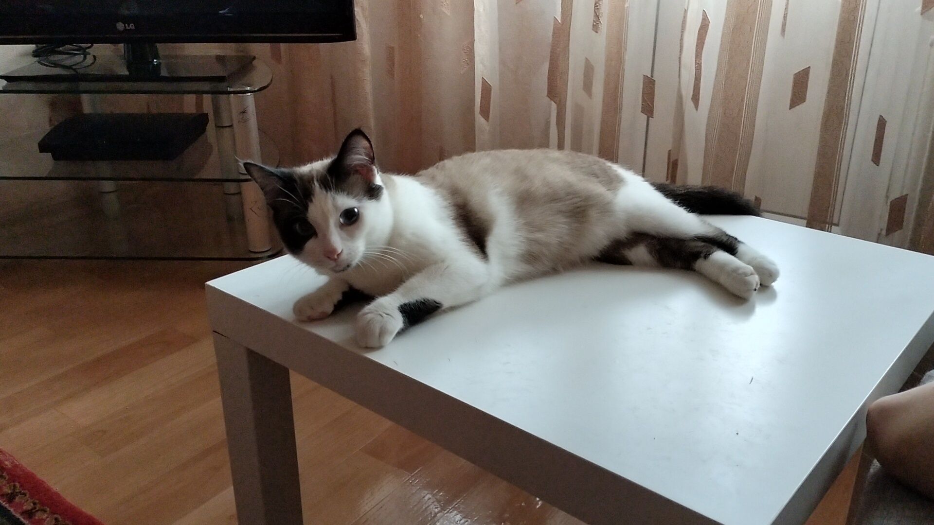 Пропал кот в районе Политеха