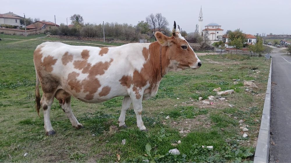 Свободна , бремена крава