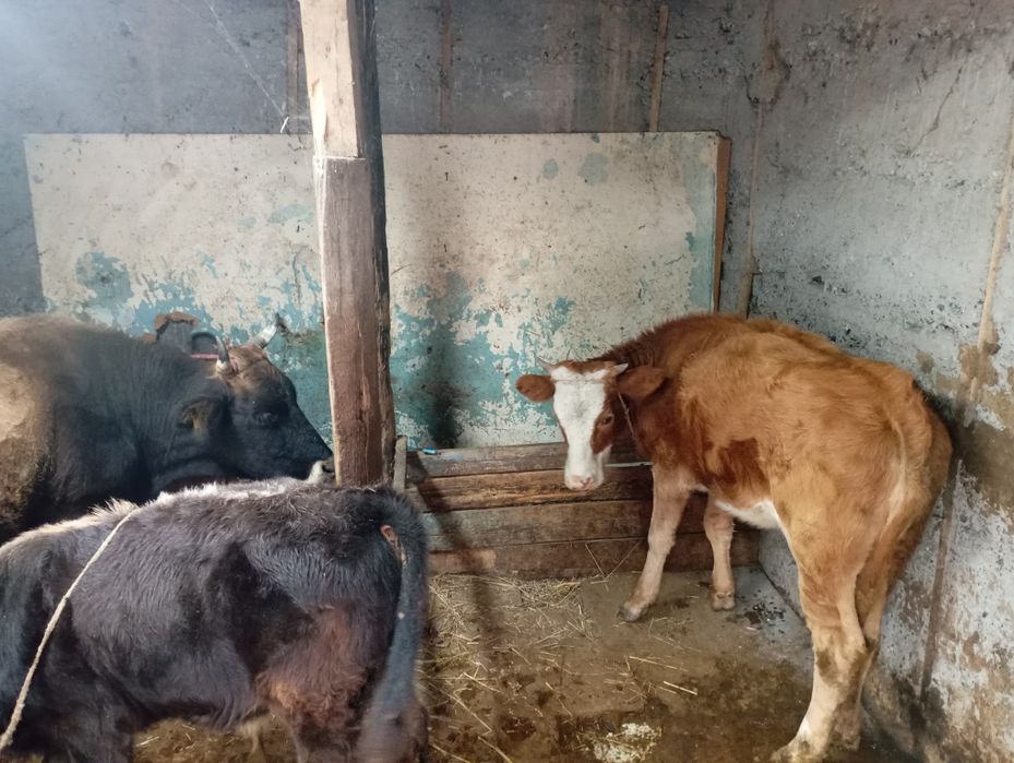 Сиыр оптом (сиыр тана бузау)