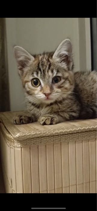 Котенок девочка