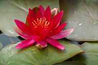 Patru 4 tipuri seminte Lotus - roz, alb, albastru, roșu