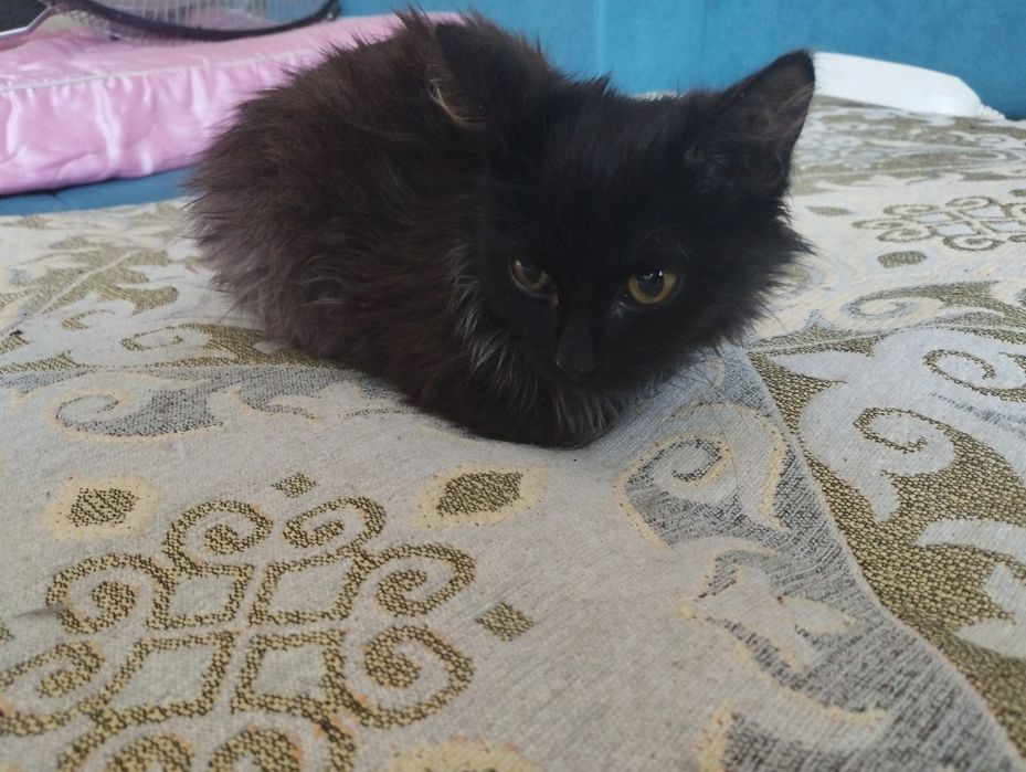 Отдам котенка в добрые руки