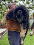 Tibetan Mastiff Chinezesc