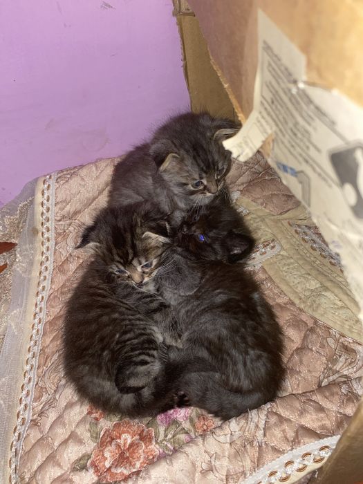 Котята вислоухие