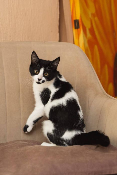 котенца от Созопол