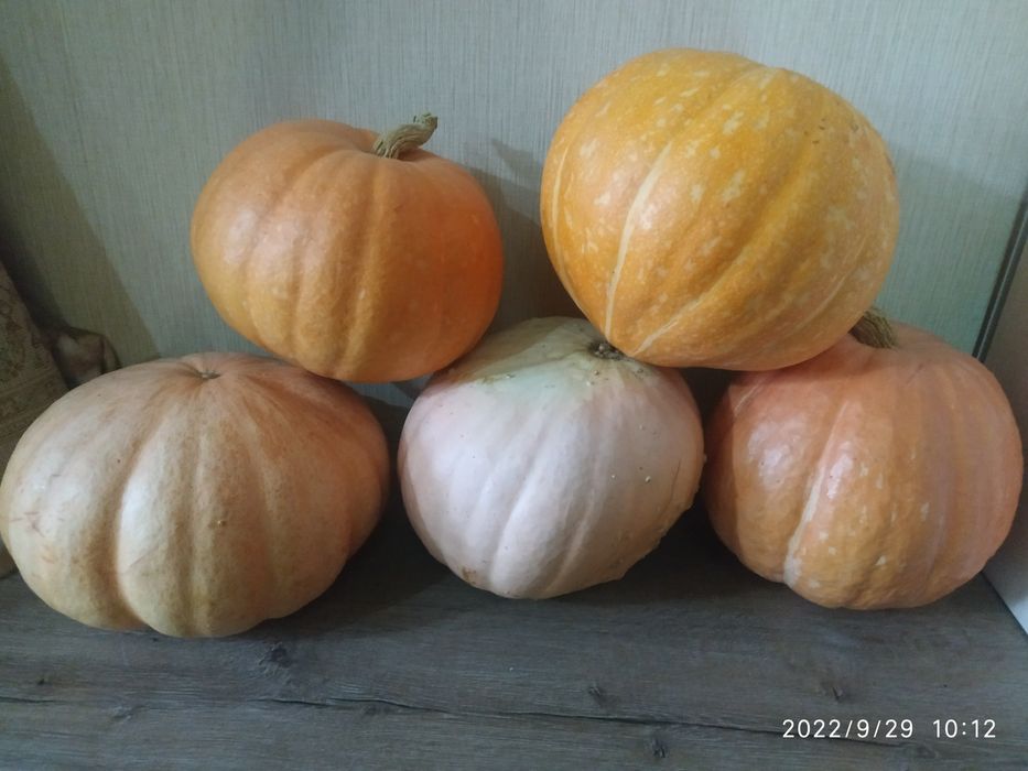 Продам тыквы домашние, район КШТ