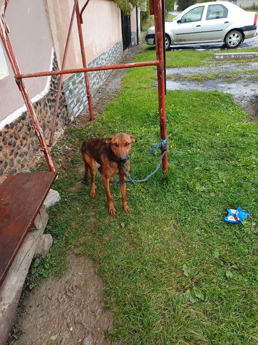 Donez Caine malinnois cu doberman