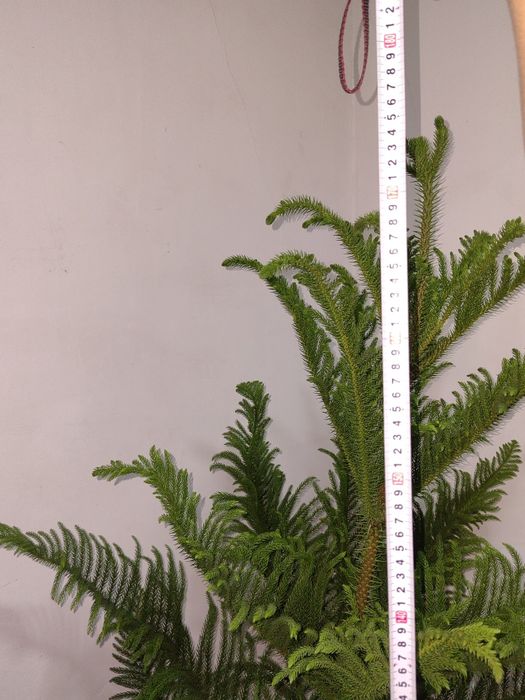 Араукариа арча сотилади