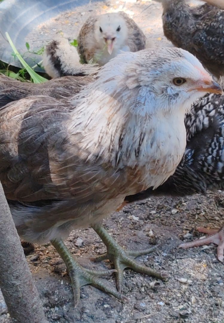 De vânzare puicute araucana