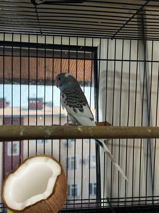 Папугаи Карела и тб