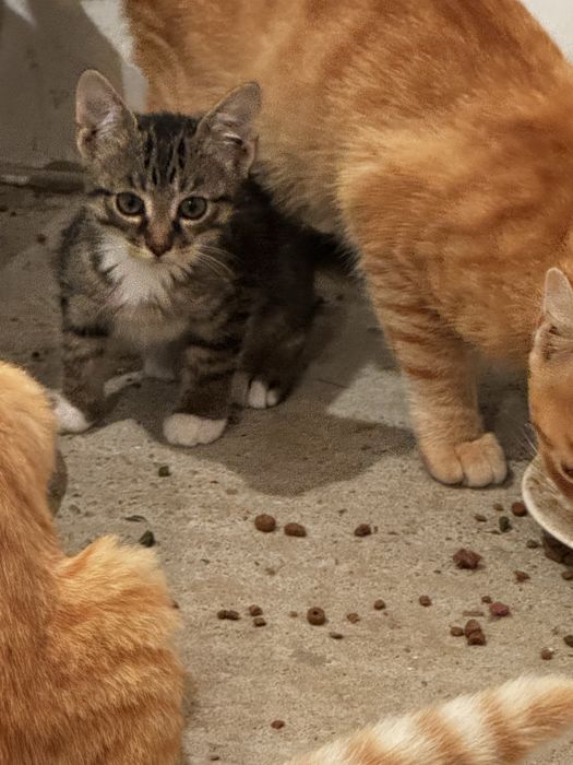 Donez pui de pisică – 3–4 luni