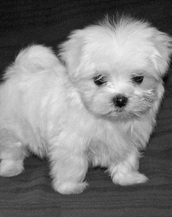 Bichon Maltez Fetiță