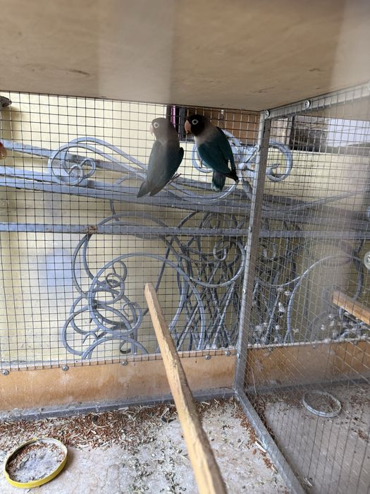 Продам папугай маска карилло