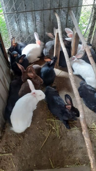 Iepuri hycole francez de vanzare