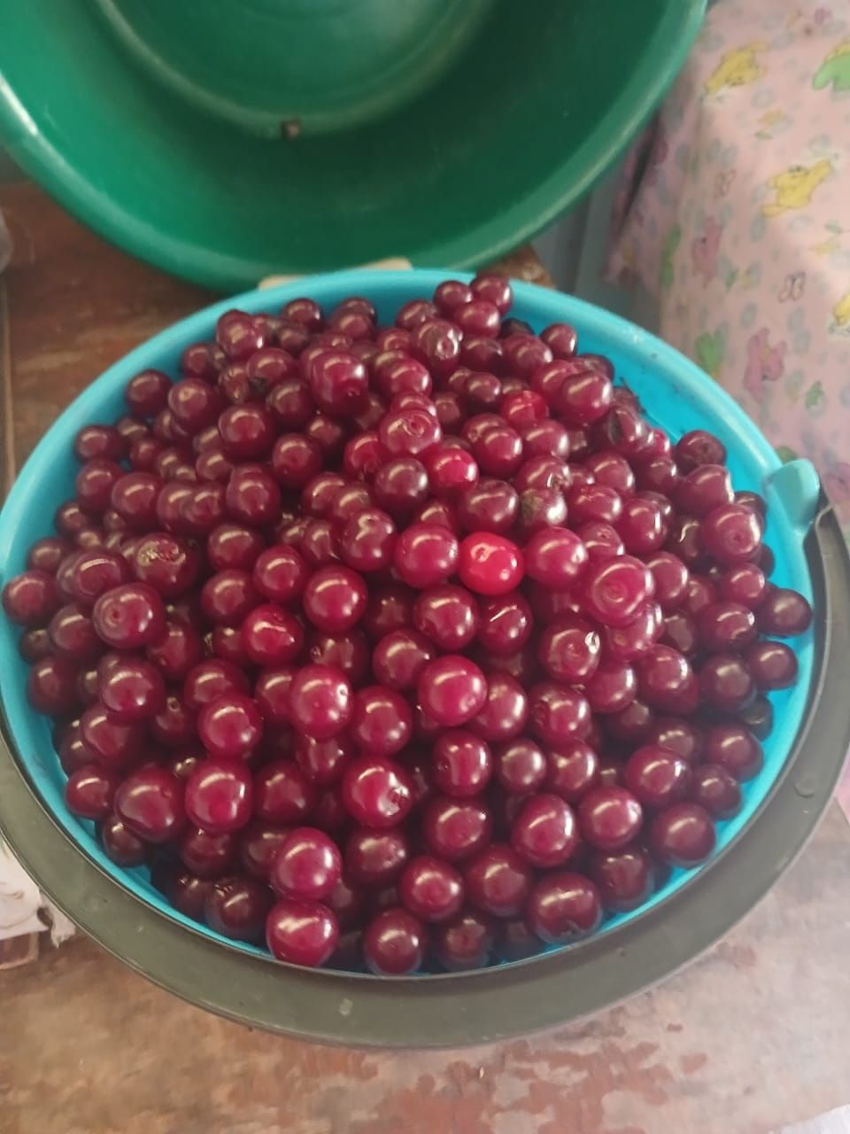 Вишня дачный.. ...