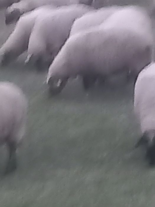 Oi de vânzare tinere