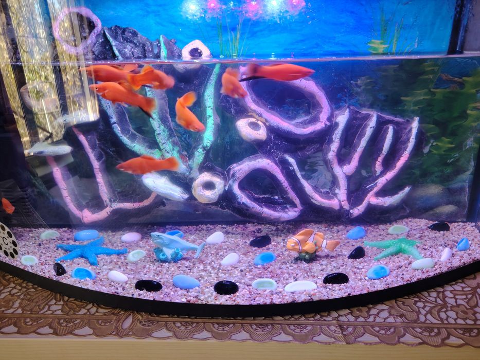 Avalniy akvarium komplekt