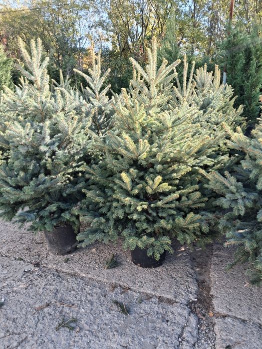 Vând plante ornametale