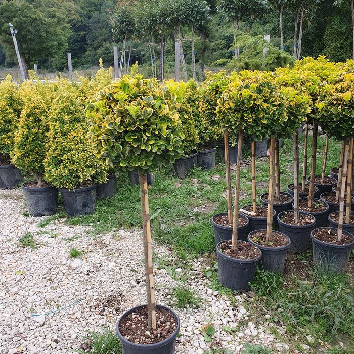 Tuia/mesteacăn/tei mirositor/magnolia