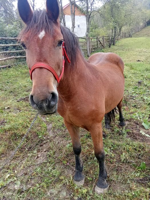 Cal castrat de 9 ani