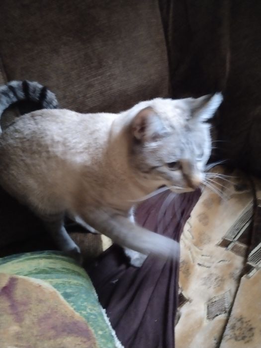 Отдаём котов-котят в хорошие руки