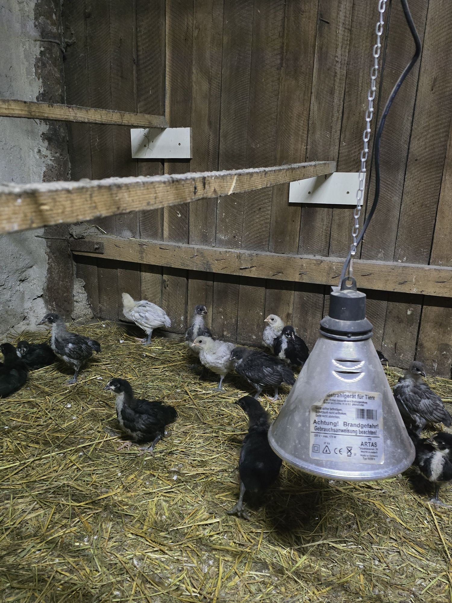 Gaini, pui, oua, Australorp negru și albastru