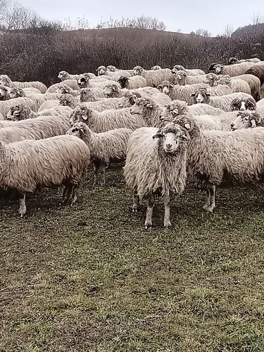Vând turma de oi