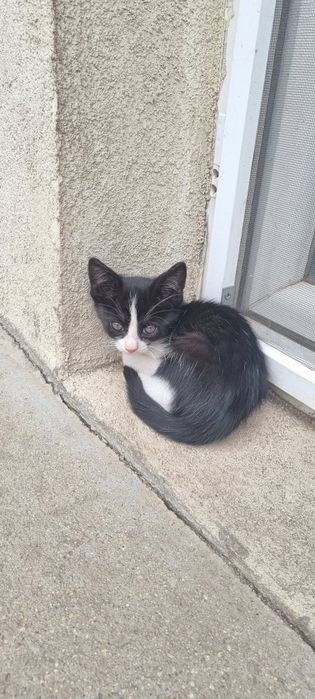 Подарявам котета