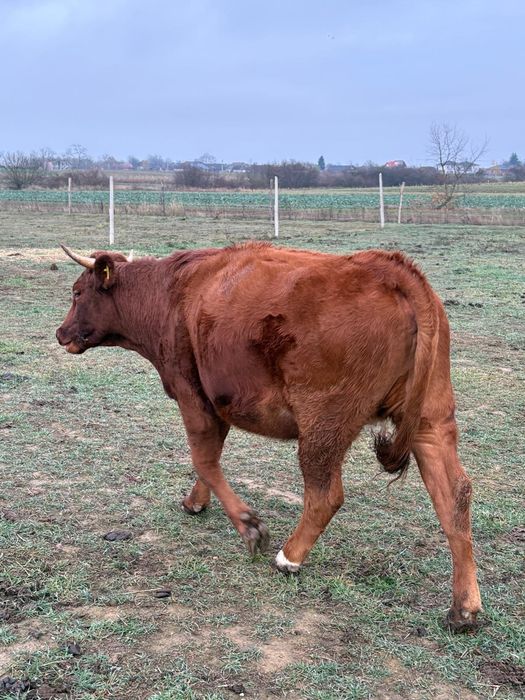 Vitele gestante de vanzare