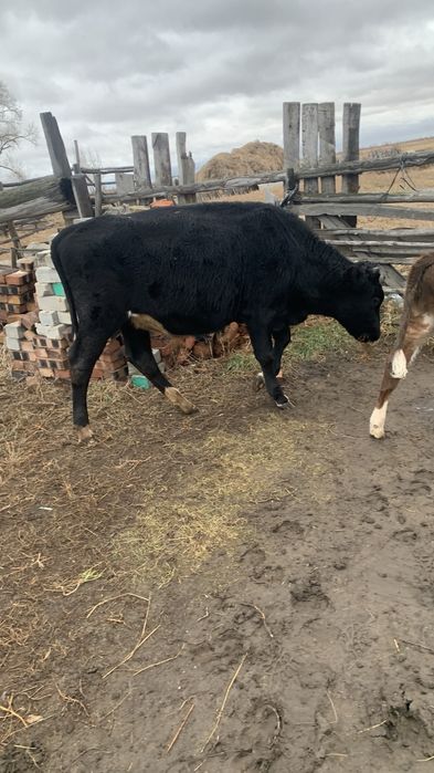 Продам бычка 9 месячный