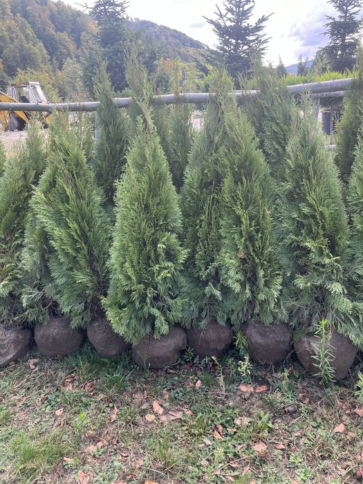 Tuia leylandii smarald spirale plante ornamentale