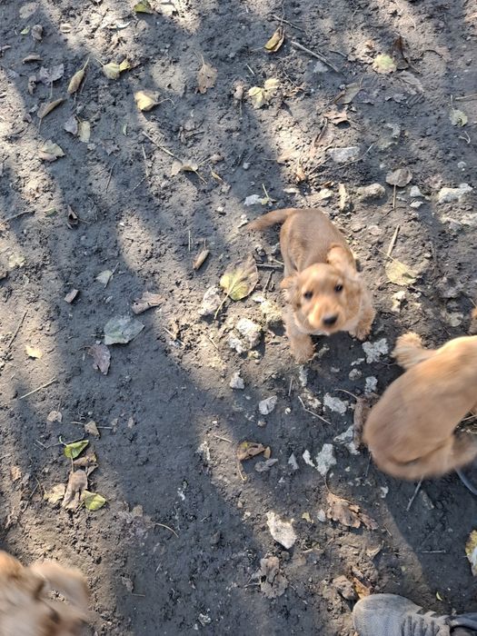 Кученца английски кокершпоньол