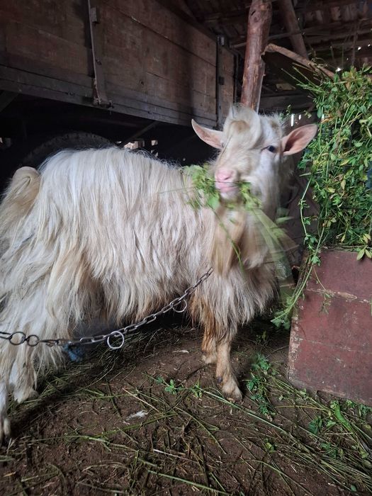 Țap de 2 ani de vanzare