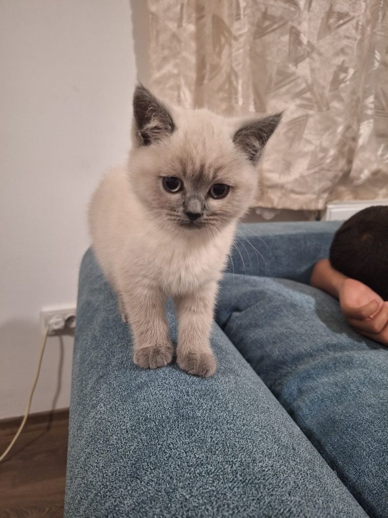 Femela British Shorthair