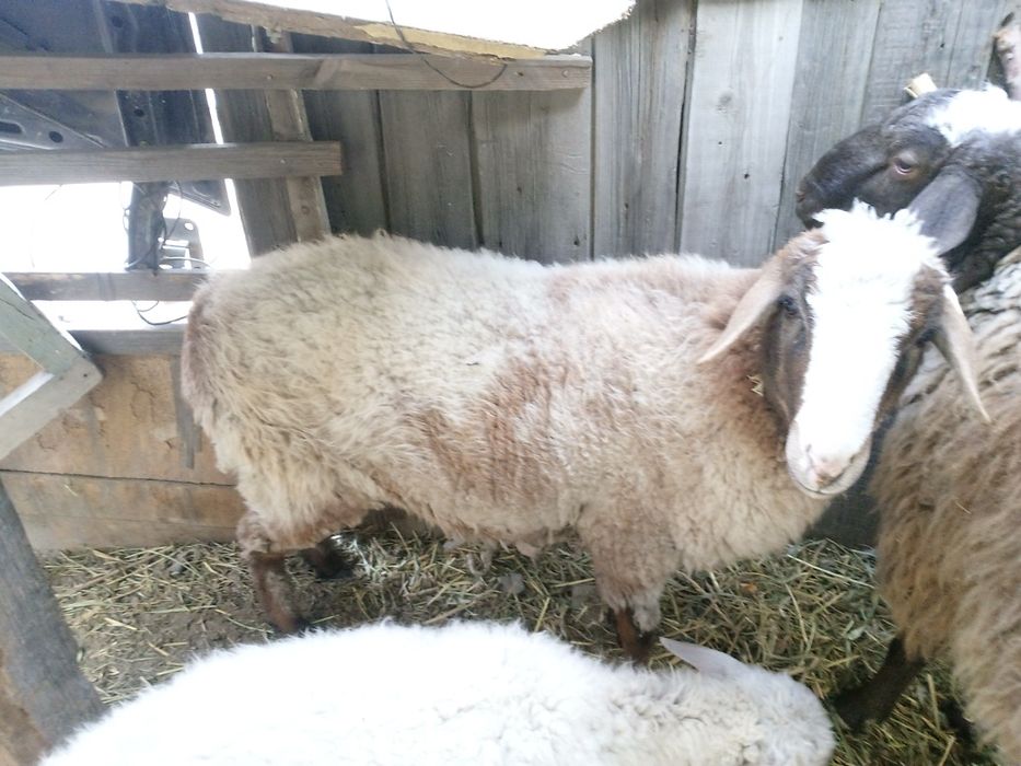 Продам борат на откорме стоит большой