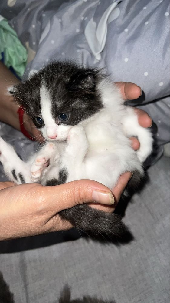 Отдам даром в хорошие руки котятам только месяц