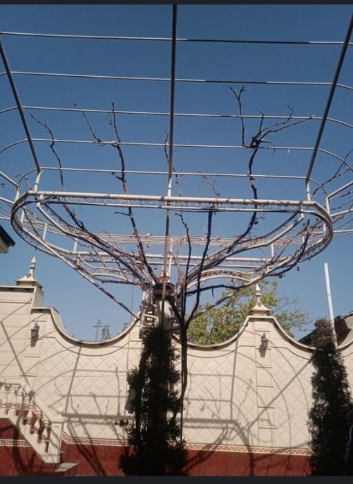 Savdonik tok kesish daraxt kesish