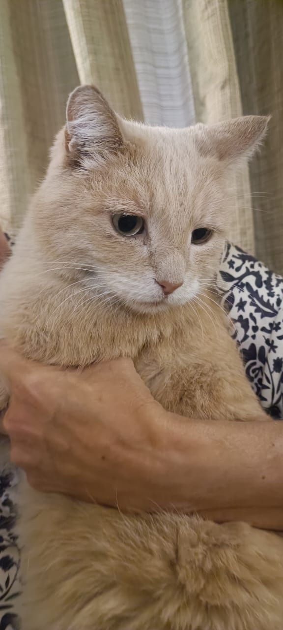 Рыжий котик ищет дом