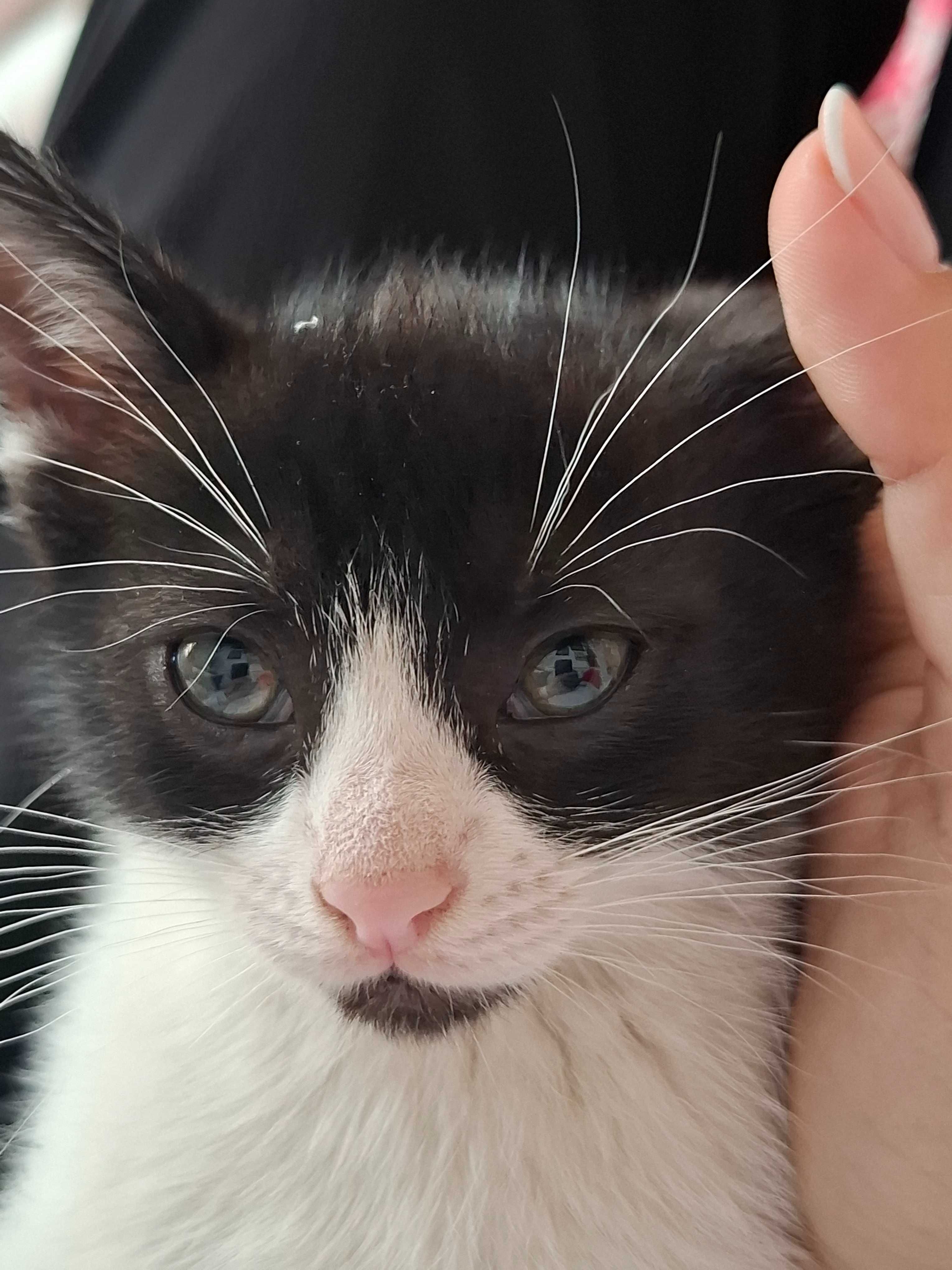 Pisicuta Simba si motanul Zoro isi cauta o familie iubitoare