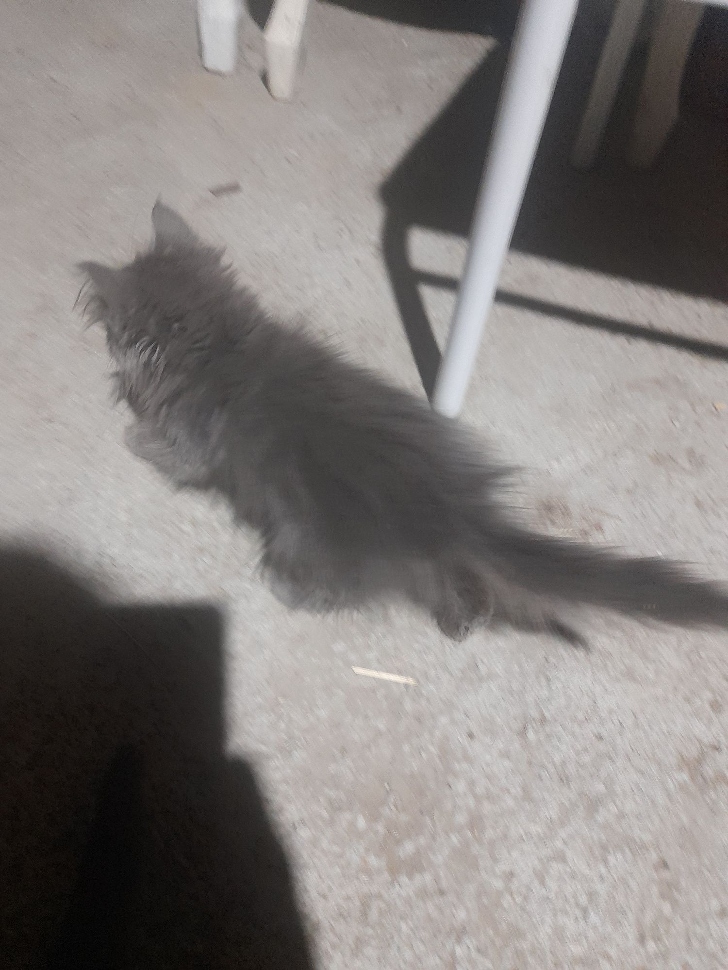 Котята 4 мушкетера