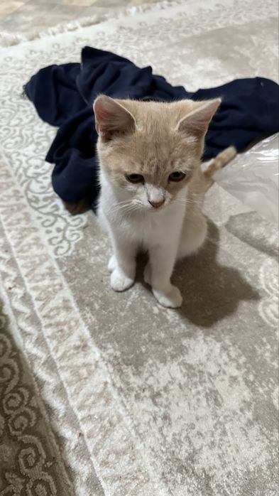 Отдам котенка в добрые руки