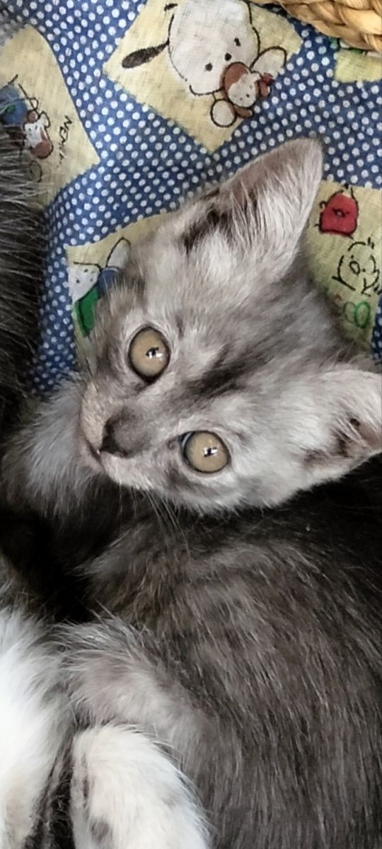 Продам красивых шотландских котят