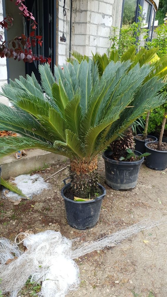 Palmieri trachicarpus fortunei Rezistă la îngheț