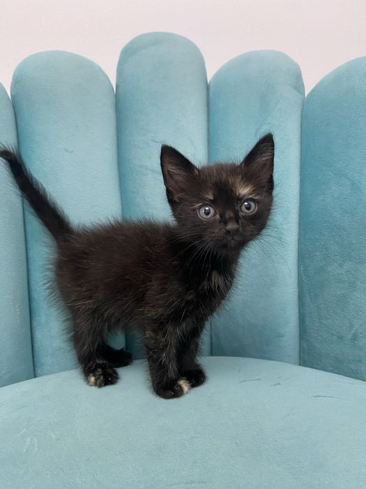 Отдам милого котенка в добрые руки