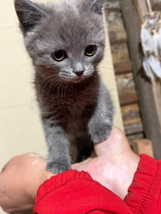 Котенок серый срочно